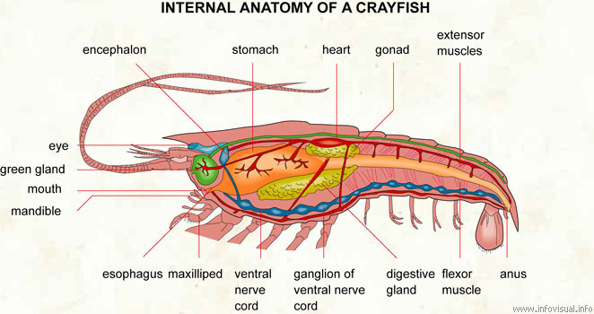 Internal anatomy of a crayfish